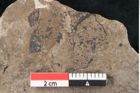 Foto (Detailansicht) von Sequoia tournalii Brongn. (NHMW-GEO-2024-0188-7950)